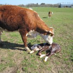 herefordko med nyfødt kalv