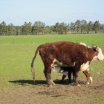Nyfødt kalv får sin første tår mælk